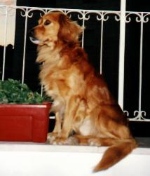 {short description of image}